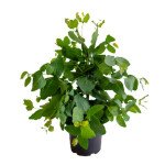 Евкаліпт Албані /100 насінин/ *Benary*