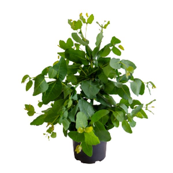 Насіння евкаліпта Албані /100 насінин/ *Benary*