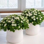 Экзакум Принцесса белый (white) /50 семян (драже)/ *Pan American*