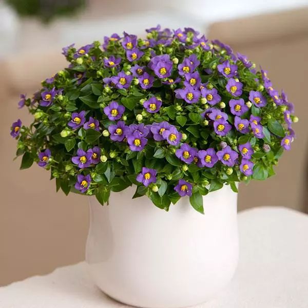 Насіння екзакуму Принцеса темно-синій (deep blue) /50 насінин (драже)/ *Pan American*