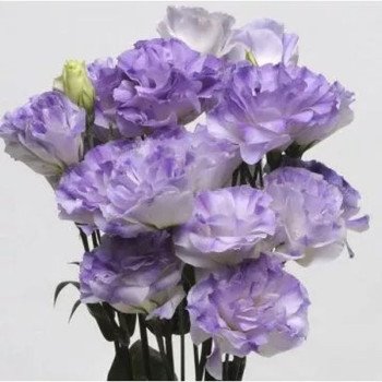 Еустома ABC F1 блу блаш (blue blush) /100 насінин (драже)/ *Pan American*