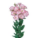 Эустома Мариачи F1 пинк пикоти (pink picotee) /100 семян (драже)/ *Sakata*