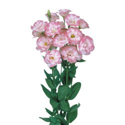 Эустома Мариачи F1 пинк пикоти (pink picotee) /100 семян (драже)/ *Sakata*