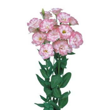 Эустома Мариачи F1 пинк пикоти (pink picotee) /100 семян (драже)/ *Sakata*