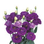 Еустома Розіта F1 синя (blue) /100 насінин (драже)/ *Sakata*