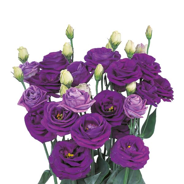 Насіння еустоми Розіта F1 синя (blue) /100 насінин (драже)/ *Sakata*