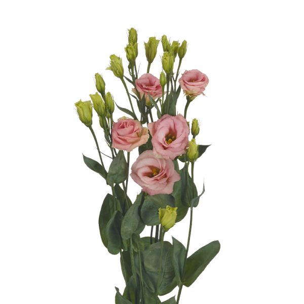 Насіння еустоми Розіта F1 шампань (champagne) /100 насінин (драже)/ *Sakata*