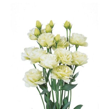 Эустома Розита F1 зеленая (green) /100 семян (драже)/ *Sakata*