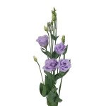 Эустома Розита F1 лавандовая (lavander) /100 семян (драже)/ *Sakata*