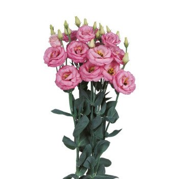 Эустома Розита F1 розовая (pink) /100 семян (драже)/ *Sakata*