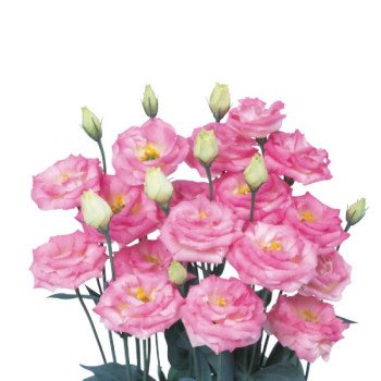 Эустома Розита F1 пинк флеш (pink flash) /100 семян (драже)/ *Sakata*