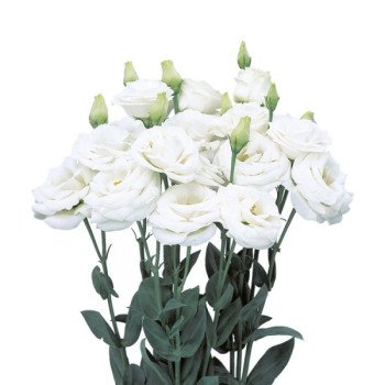 Эустома Розита F1 пьюр вайт (pure white) /100 семян (драже)/ *Sakata*