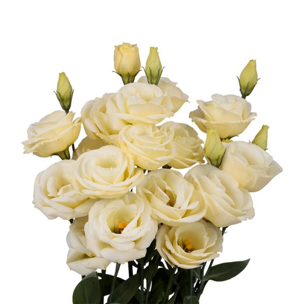 Насіння еустоми Розіта F1 жовта (yellow) /100 насінин (драже)/ *Sakata*