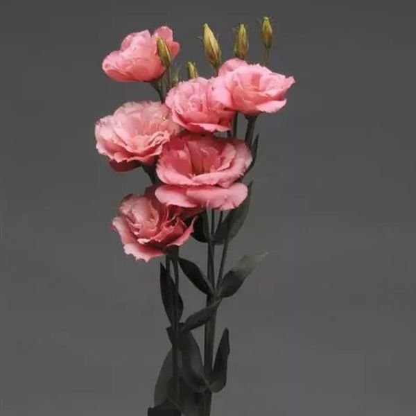 Насіння еустоми Флаєр F1 темно-рожева (deep rose) /100 насінин (драже)/ *Pan American*