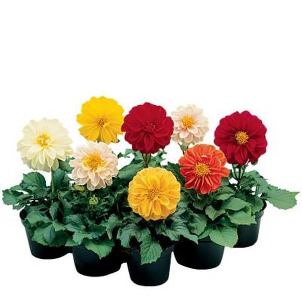 Насіння жоржини Фреско суміш (mix) /1.000 насінин/ *Syngenta*