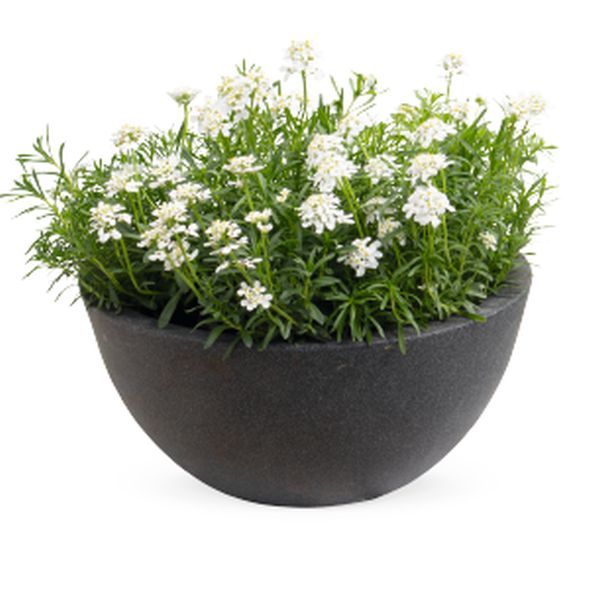 Семена ибериса Снежный Шквал белый (white) /100 семян/ *Benary*