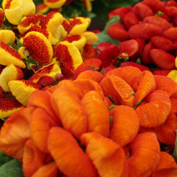 Семена кальцеолярии Данти F1 смесь (mix) /100 семян (драже)/ *Sakata*