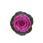 Капуста декоративная Кондор F1 красная (red) /100 семян/ *Sakata*