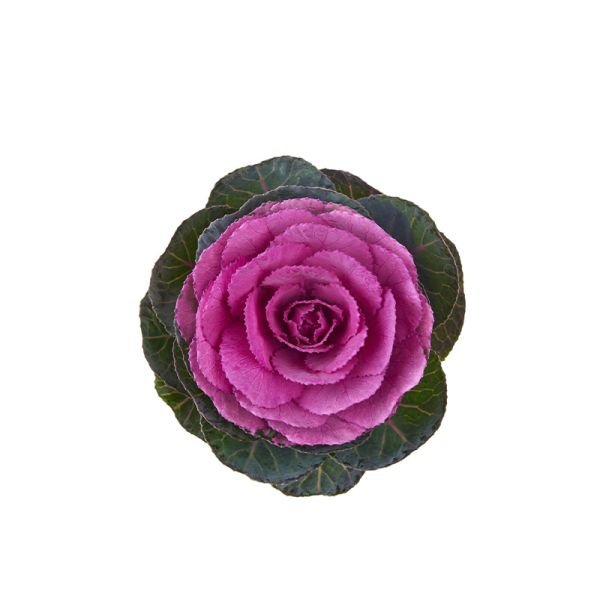 Насіння капусти декоративної Кондор F1 червона (red) /100 насінин/ *Sakata*