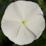 Катарантус Кора Каскад F1 белый (white) /100 семян/ *Syngenta*