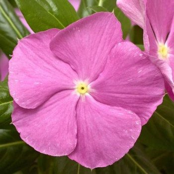 Катарантус Кора Каскад F1 лавандовый с глазком (lavender with eye) /100 семян/ *Syngenta*