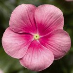 Катарантус Кора Каскад F1 шелл пинк (shell pink) /100 семян/ *Syngenta*