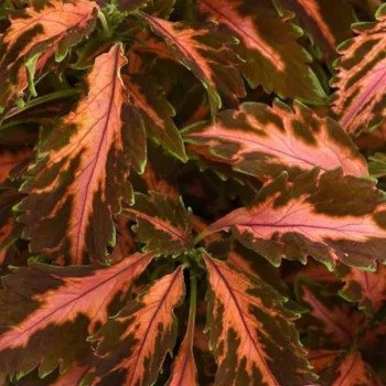 Колеус Преміум Сан корал кенді (coral candy) /50 насінин (драже)/ *Pan American*