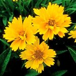 Кореопсис Санрайз /100 семян/ *Pan American*