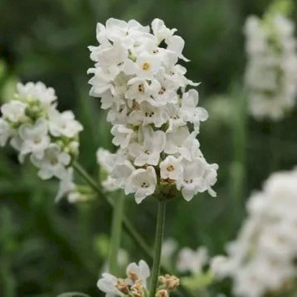 Семена лаванды Элеганс белая (white) /1.000 семян/ *Pan American*