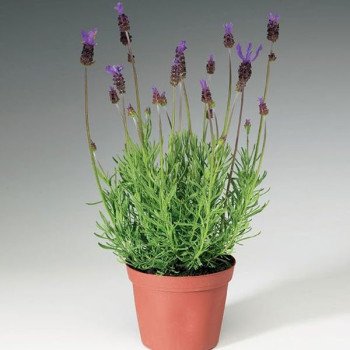 Лаванда Кастіліано фіолетова (violet) /100 насінин/ *Syngenta*