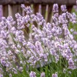 Лаванда Розеа пінк /500 насінин/ *W.Legutko*