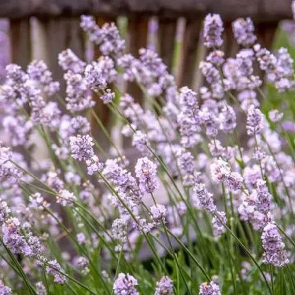 Семена лаванды Розеа пинк /500 семян/ *W.Legutko*