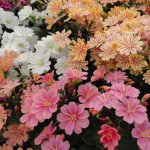 Левизия Елис смесь (mix) /50 семян (драже)/ *Benary*