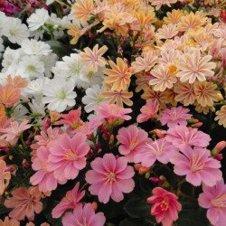 Левизия Елис смесь (mix) /50 семян (драже)/ *Benary*