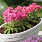 Левізія Еліс рубі ред (ruby red) /50 насінин (драже)/ *Benary*