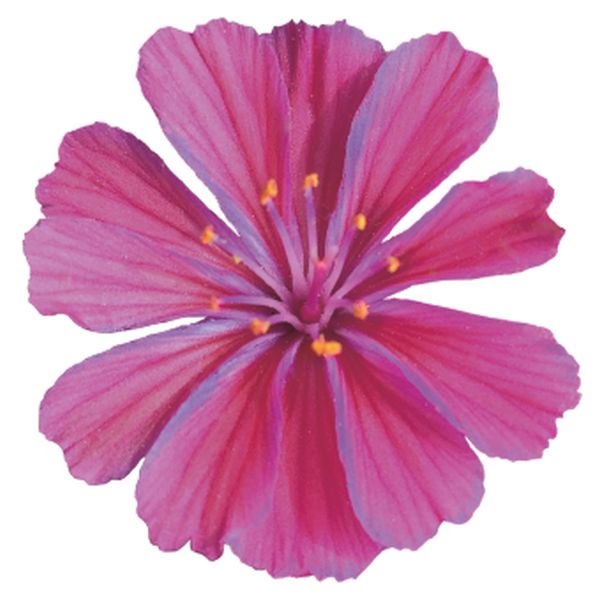 Семена левизии Елис ультра виолет (ultra violet) /50 семян (драже)/ *Benary*