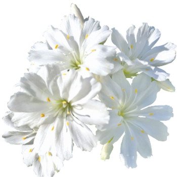 Левізія Еліс біла (white) /50 насінин (драже)/ *Benary*