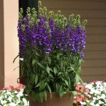 Лобелія Старшип синя (blue) /100 насінин/ *Pan American*