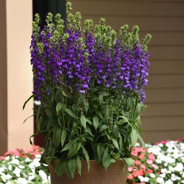 Семена лобелии Старшип синяя (blue) /100 семян/ *Pan American*