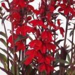 Лобелия Старшип скарлет (scarlet) бронзовый лист /100 семян/ *Pan American*