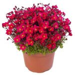 Камнеломка Лофти дарк роуз шейдс (dark rose shades) /100 семян/ *Syngenta*