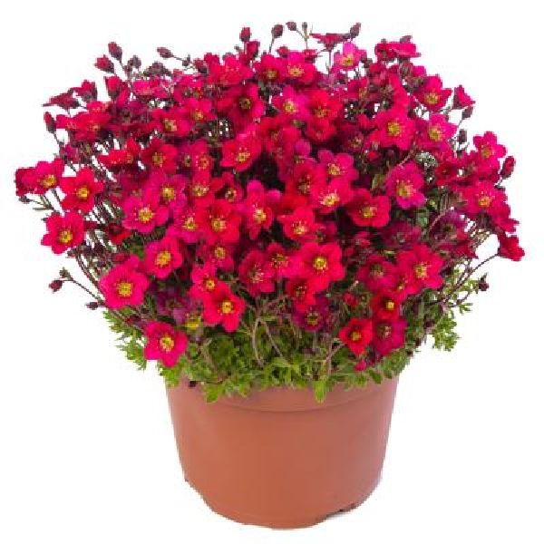 Насіння ломикаменю Лофті дарк роуз шейдс (dark rose shades) /100 насінин/ *Syngenta*