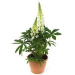 Люпин Люпини белый (white) /100 семян/ *Benary*