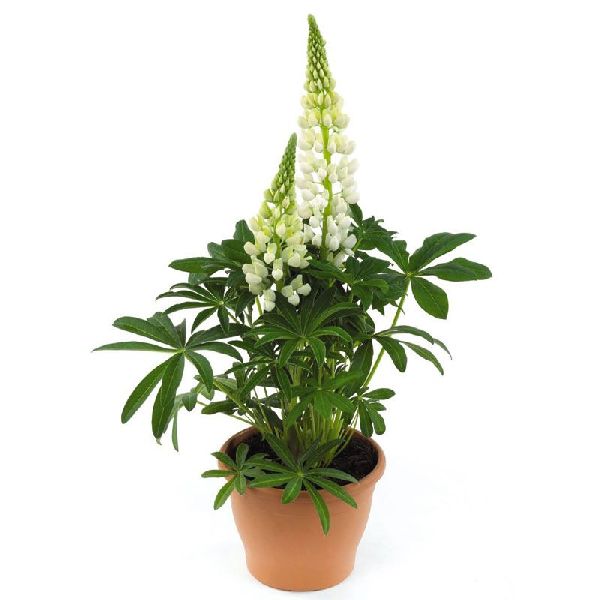 Насіння люпину Люпіні білий (white) /100 насінин/ *Benary*