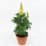 Люпин Люпіні єлов шейдс (yellow shades) /100 насінин/ *Benary*