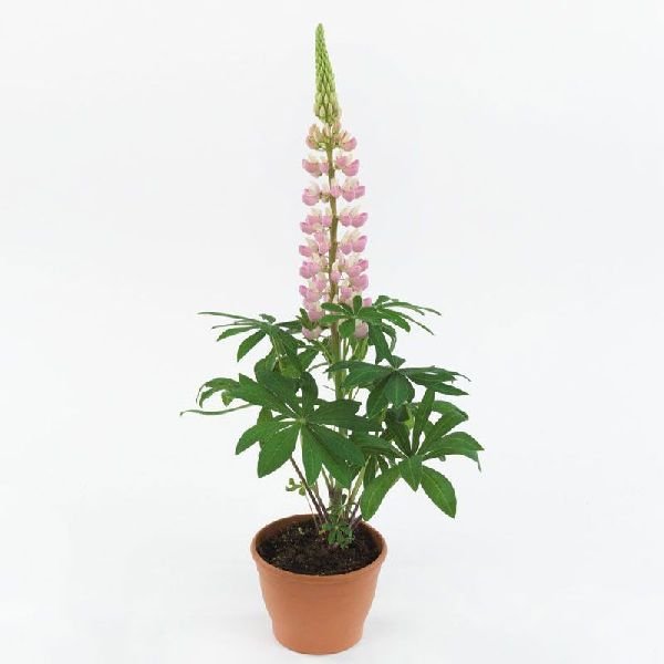 Семена люпина Люпини пинк шейдс (pink shades) /100 семян/ *Benary*