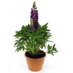 Люпин Люпини блу шейдс (blue shades) /100 семян/ *Benary*