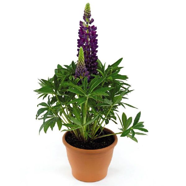 Насіння люпину Люпіні блу шейдс (blue shades) /100 насінин/ *Benary*