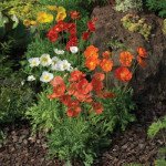 Мак альпійський Спрінг Фівер суміш (mix) /100 насінин/ *Syngenta*