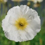 Мак альпийский Спринг Фивер белый (white) /100 семян/ *Syngenta*